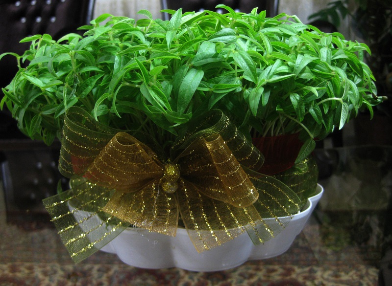 روش کاشت سبزه ماش