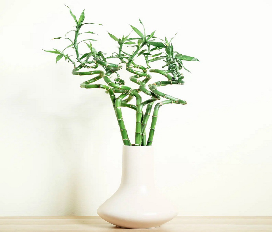 گل های آپارتمانی گران