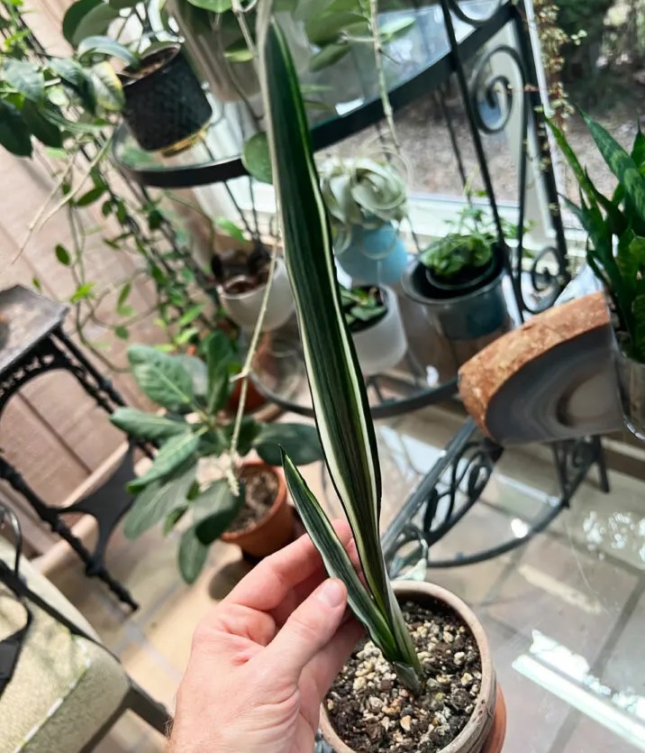 انواع گل سانسوریا