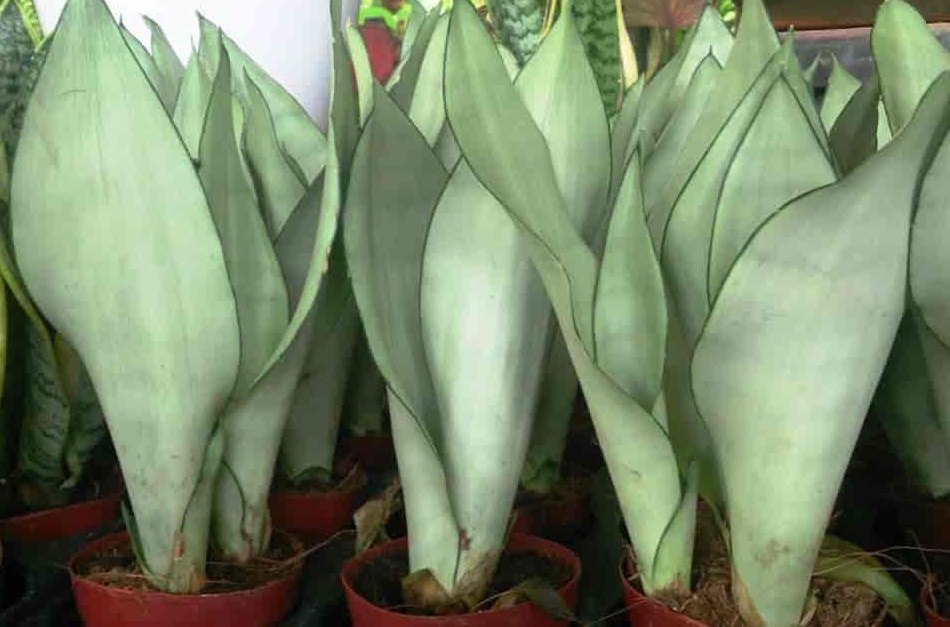 نگهداری سانسوریا مهتابی