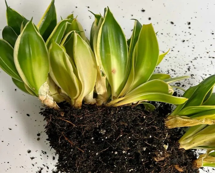 تکثیر سانسوریا در خاک