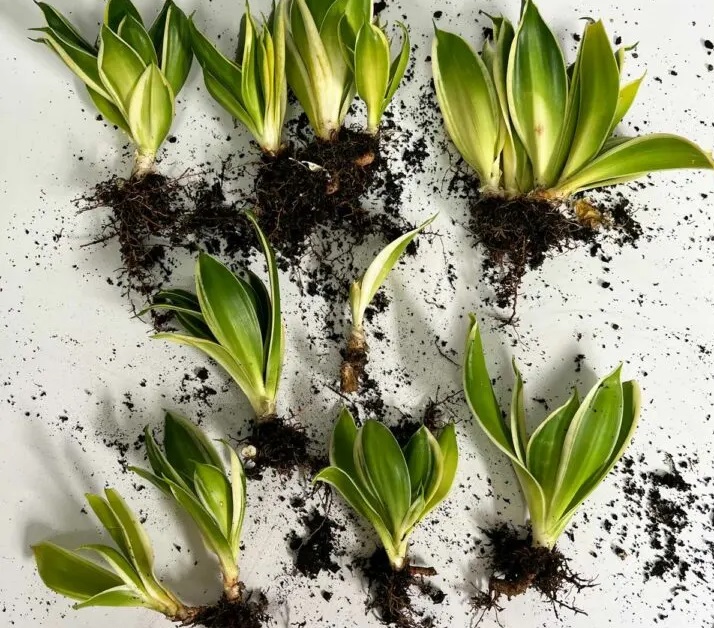 تکثیر سانسوریا در با ریزوم و تقسیم