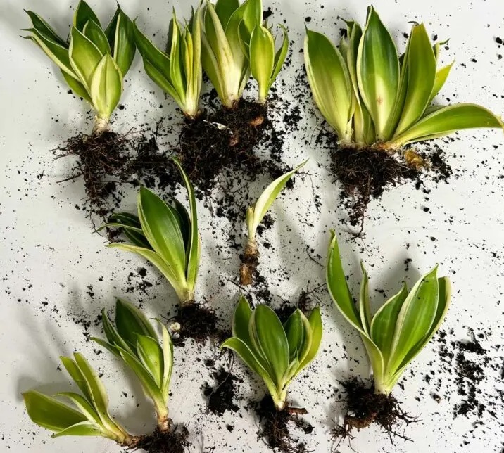 تکثیر به روش تقسیم