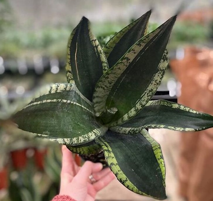 گل سانسوریا