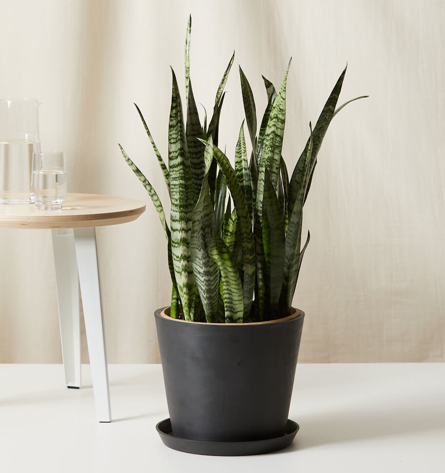 مشکلات بیماری ها و آفات گل سانسوریا