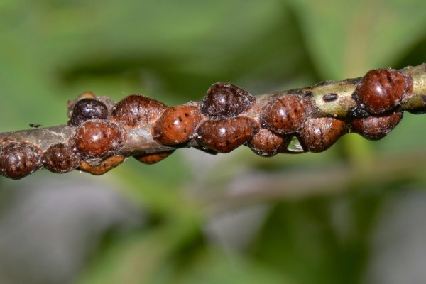 آفات بونسای جنسینگ
