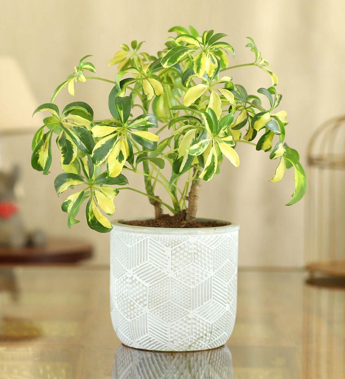 بیماری شفلرا ابلق