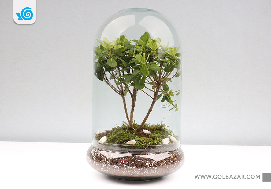 ارسال گل و گیاه آپارتمانی به ایران از امریکا