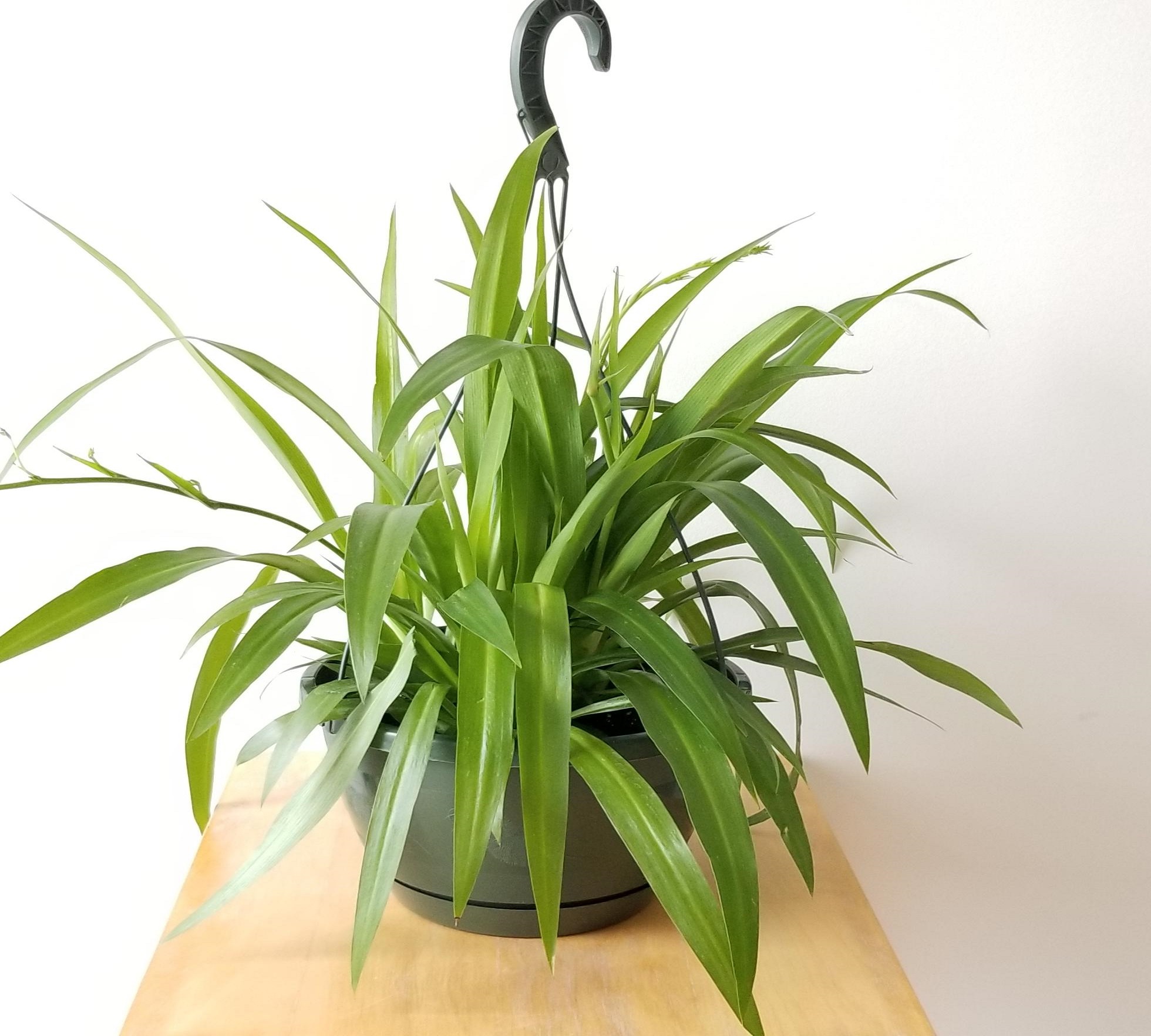 گل گندمی سبز