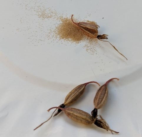 تکثیر گل ارکیده با بذر