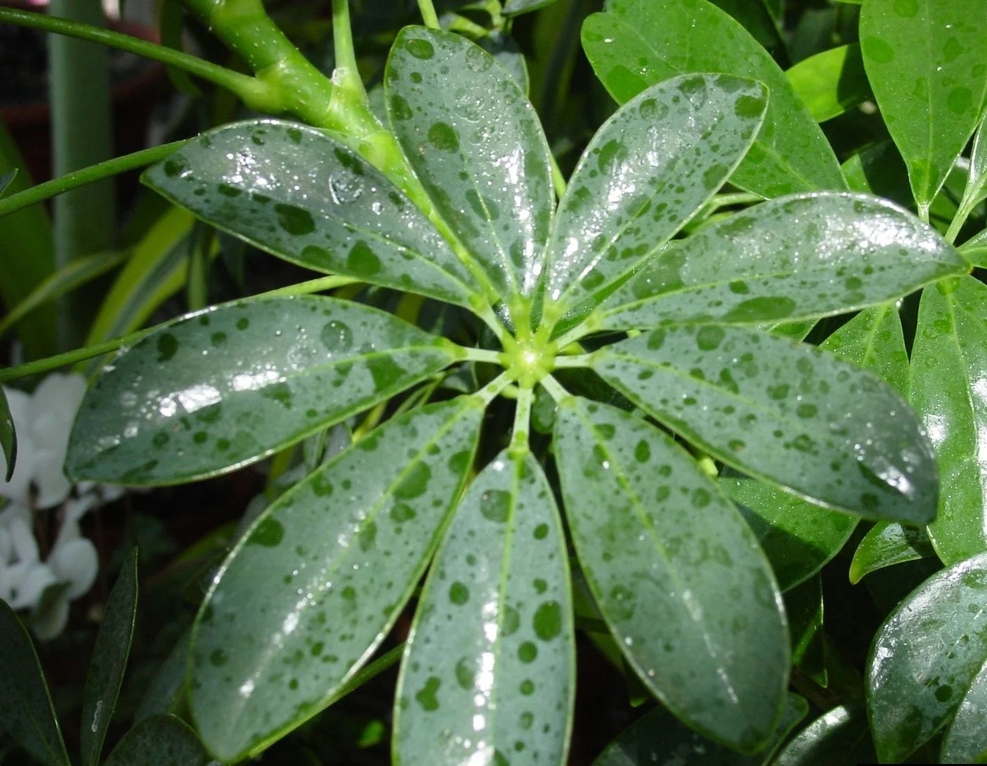 شته گل شفلرا