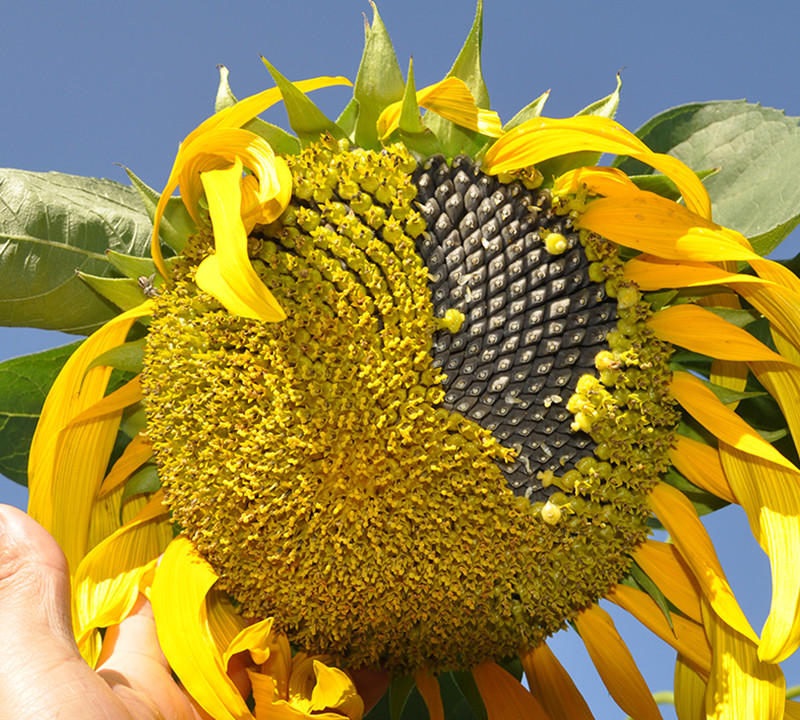 گل آفتابگردان تخمه دار