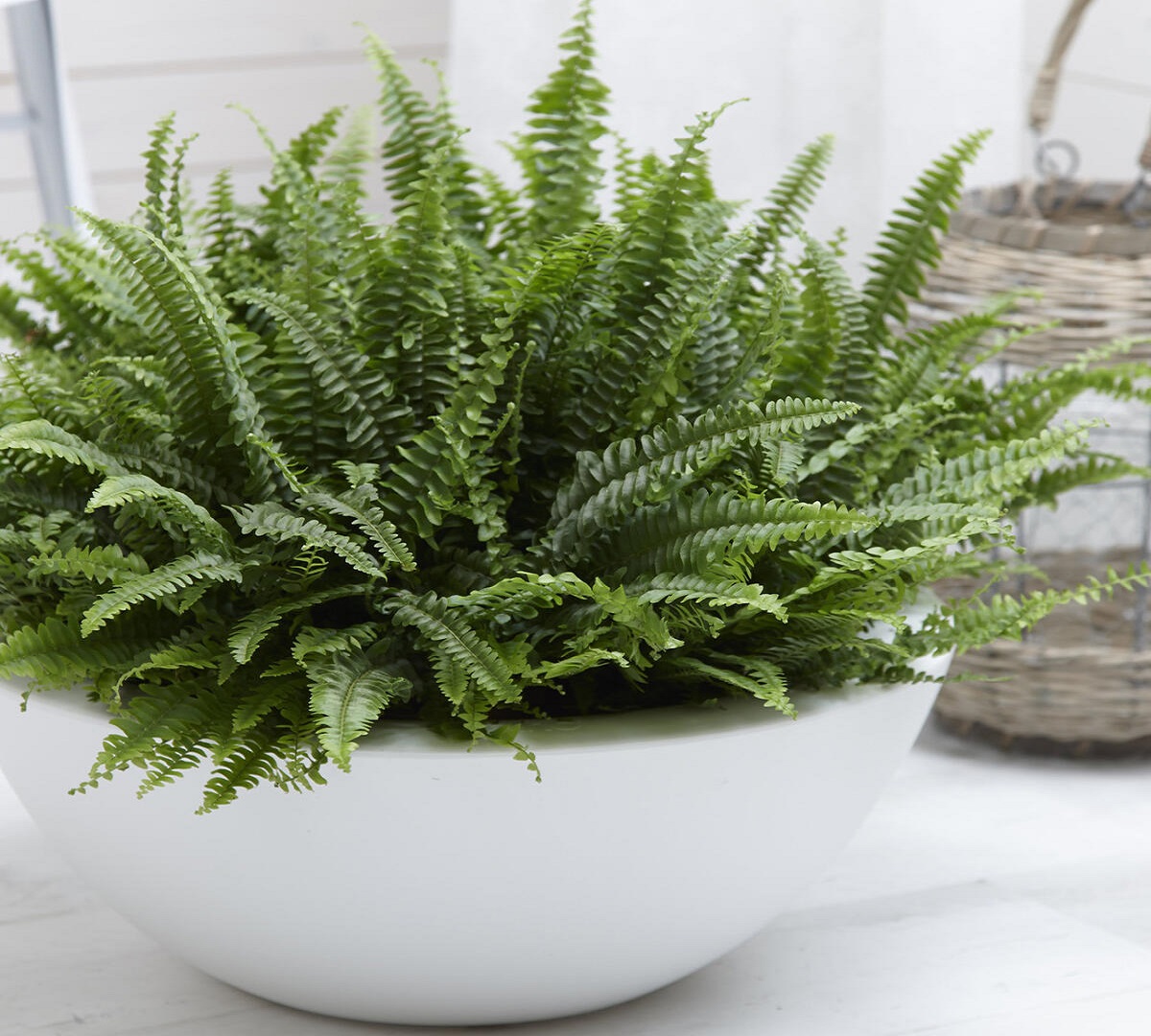 گیاه پولساز