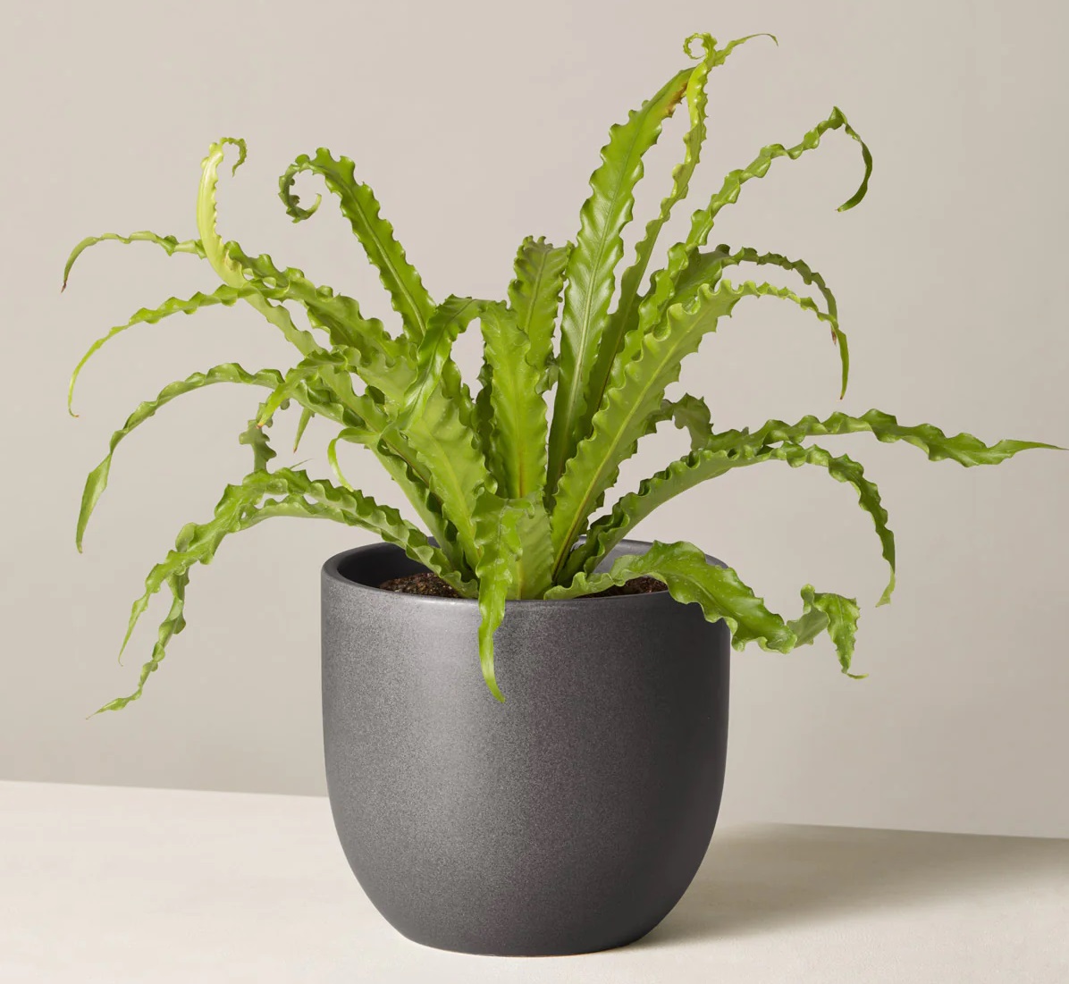 گیاه آپارتمانی برگ سوزنی