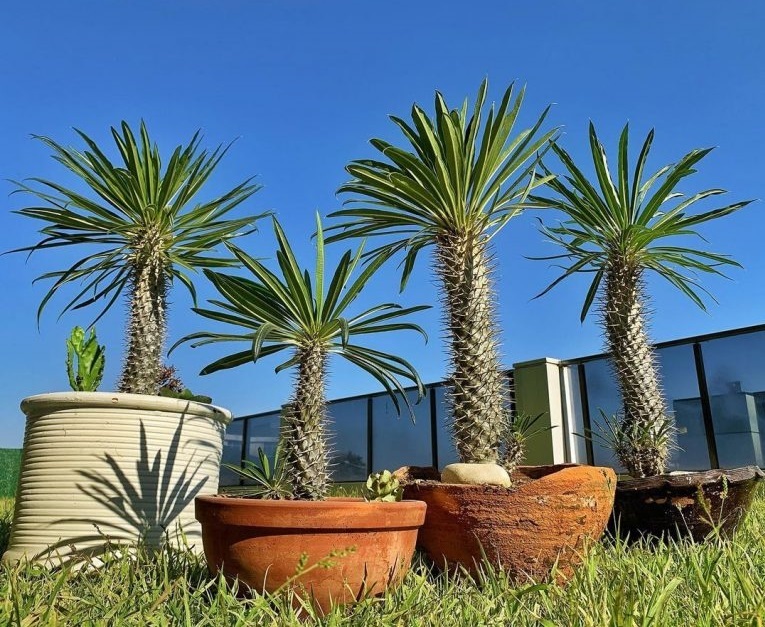 گیاهان آپارتمانی لوکس