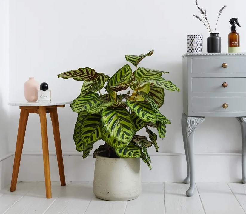 درختچه آپارتمانی