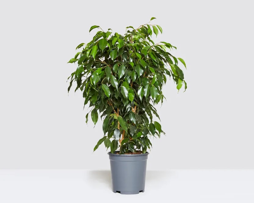 مشکلات گل بنجامین