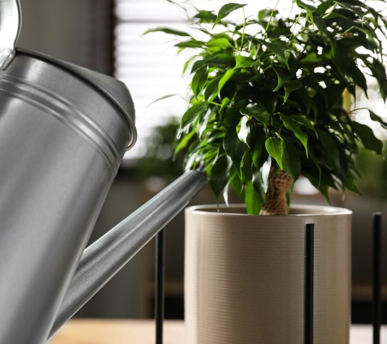 آبیاری بنجامین