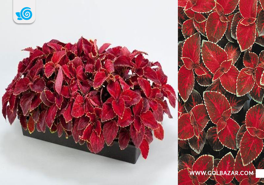 حسن یوسف ویزارد ردولوت