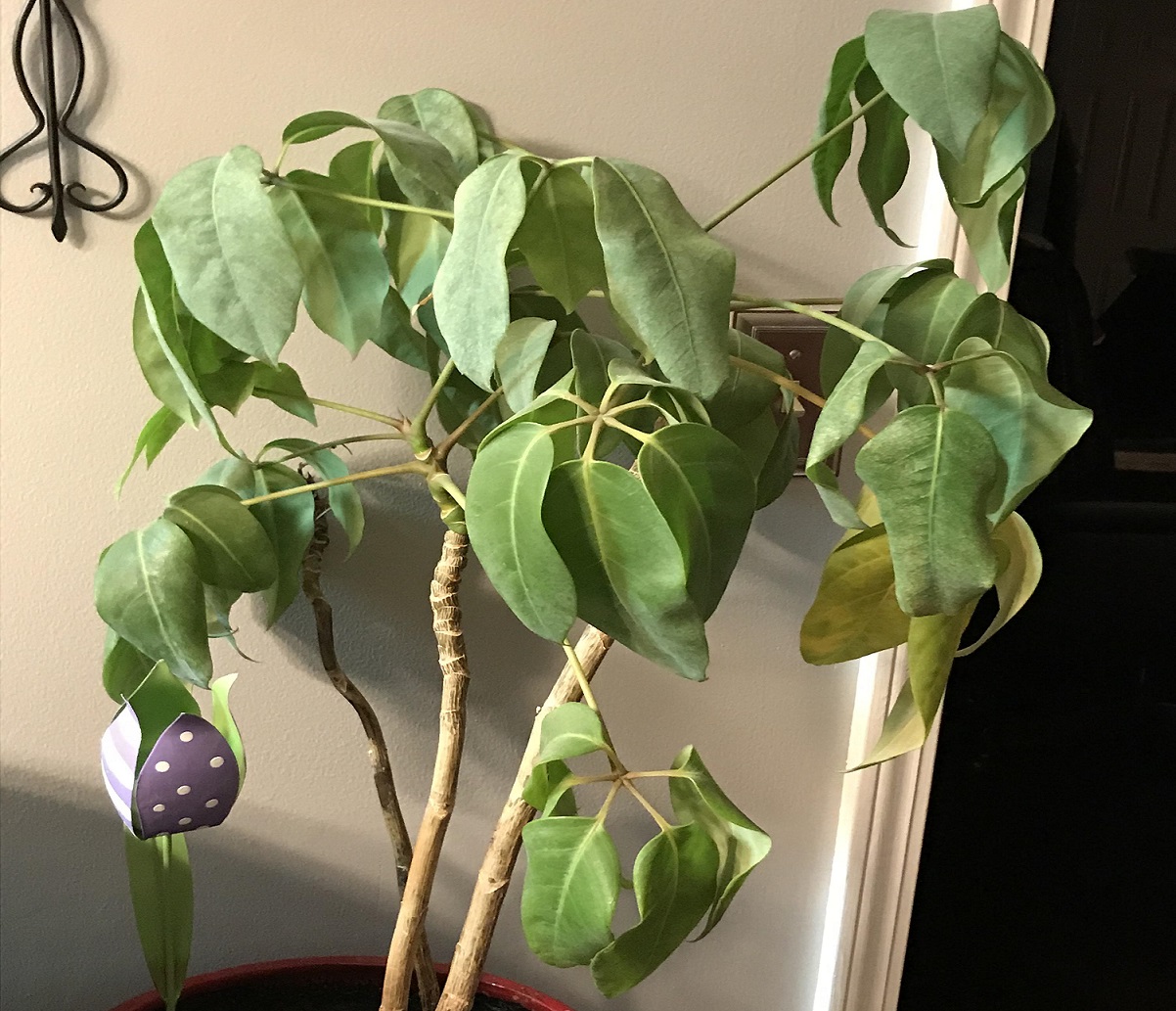 پژمرده شدن گل شفلرا