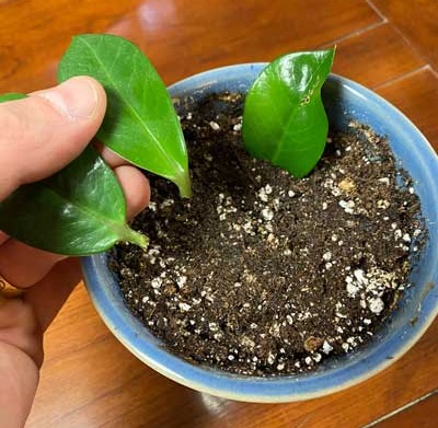 روش تکثیر زاموفیلیا