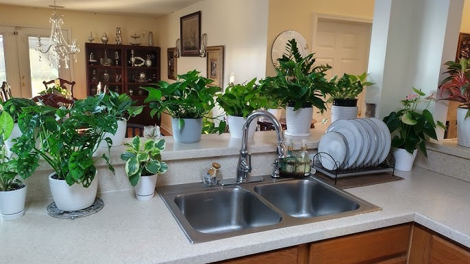 گل آپارتمانی برای آشپزخانه