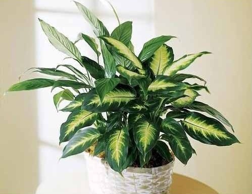 نور مناسب دیفن باخیا