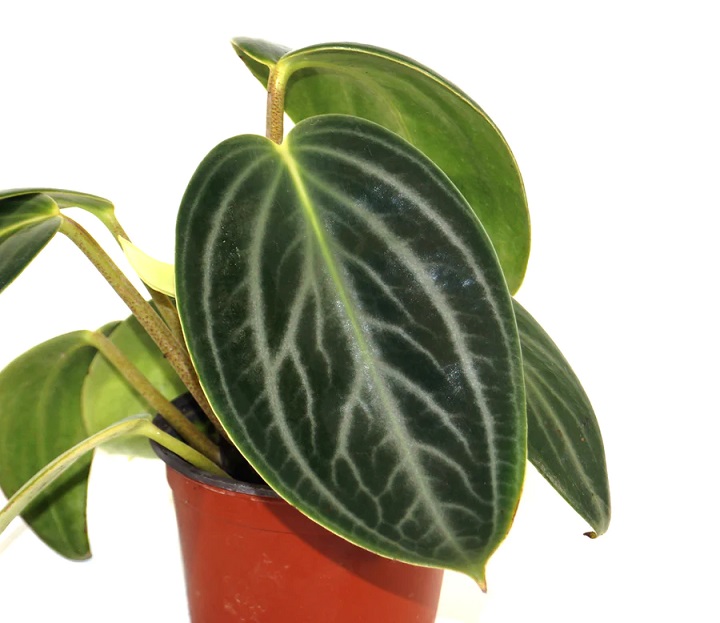 گل قاشقی برگ بزرگ